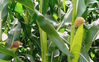 玉米灌浆期介绍，指的是玉米籽粒形成期