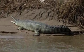 恒河鳄是什么动物，属爬行动物