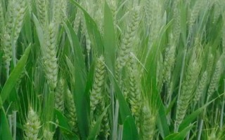 安科1618小麦种子介绍,全生育期224.6天