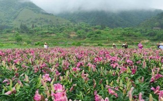 11月种百合春节能开花吗，春节不可开花至少要养殖3个月以上