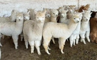 羊驼怎么养，一定要注意养殖密度