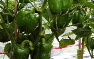 菜椒多久施肥一次,轻施苗肥、稳施花蕾肥、重施花果肥、早施返秧肥