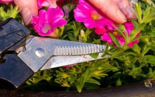 矮牵牛的栽种要点,夏季和秋季均可播种