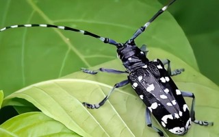 柑橘病虫害防治办法，常见的有疮痂病、溃疡病等