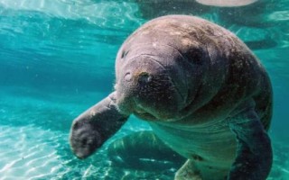 海牛为什么叫美人鱼，外形相似