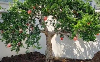 新移栽石榴树的注意事项,一年四季都可以进行移栽