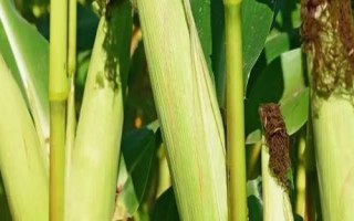 金张掖1706玉米种子简介,种植密度每亩4500株