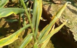 生姜的常见病害如何防治，根据病害类型喷施对应药物