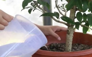 桂花树养几年才会开花，养殖4-5年才可以开花