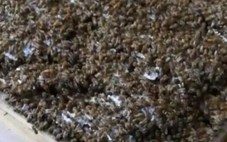 最简单的中蜂分蜂方法,王台分蜂最有效