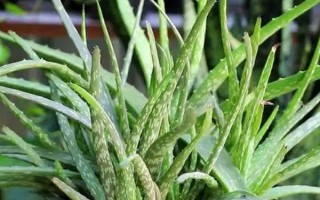 怎么养活没有根的芦荟，先将基部的叶片掰掉几个有利于出根