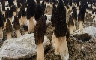 种植1亩羊肚菌需要多少成本，成本大约10000元左右