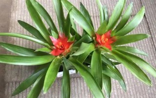 水塔花有什么寓意,象征鸿运当头、福星高照、完美无缺