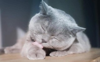 猫舔了碘伏的后果，可能出现食欲不振、精神萎靡、呕吐腹泻等症状