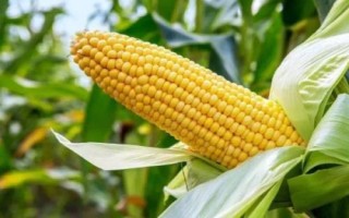 GK192玉米种子简介,中抗大斑病