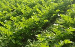 苦菊的种植技术，通常每亩用种2公斤左右