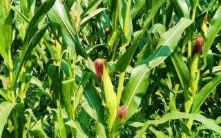 广德9玉米品种简介，中抗玉米螟（5.7MR）