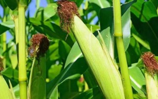 天单1001玉米品种简介,注意防治病虫害