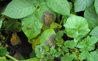 马铃薯晚疫病有什么症状，叶片发病会出现暗绿色水渍状斑点