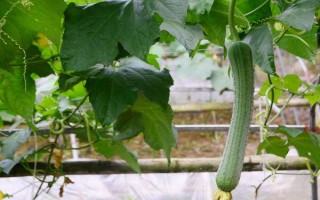 五月的应季蔬菜，有洋葱、土豆、冬瓜等