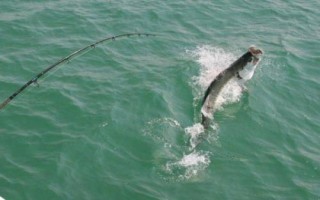 水库钓大鱼适合用玉米还是饵料，传统钓法可使用玉米