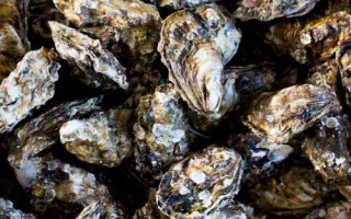 太平洋牡蛎的产地，发黑的肉块都不能吃
