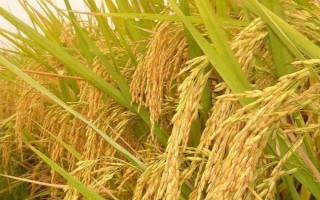 绿银占水稻种子特点,中抗纹枯病