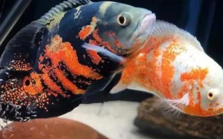 地图鱼身体发白的原因，可能是得了白点病或白毛病等