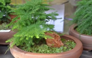 文竹叶片发黄如何处理，因受到暴晒而发黄需转移到半阴处