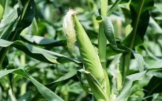 科河16玉米种子特点,高抗茎腐病(0%hr)