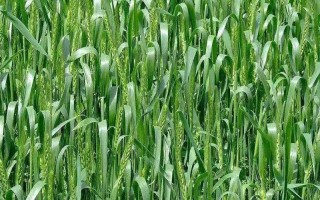 中原国科15号小麦种子介绍，每亩适宜基本苗18万—25万