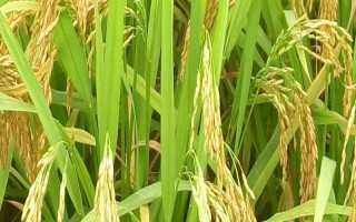 武陵粳1号水稻种子特征特性，中抗白叶枯病