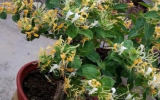 金银花烂根如何处理，可翻晒盆土、大水冲根等