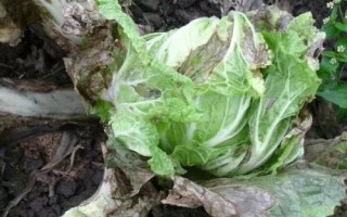 白菜常见病虫害的防治方法，不同病虫害的防治方法不同