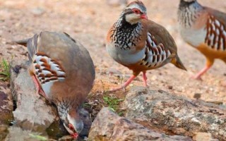 鹧鸪养殖注意事项，温度对其生长影响较大