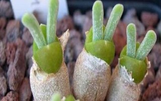 多肉兔耳朵的养殖方式，一般需要隔两年给其翻盆换土