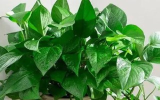 哪些植物晚上会释放氧气，包括虎皮兰、芦荟、长寿花等品种