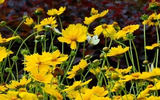 种植大花金鸡菊的要点，幼苗长出真叶后要追施氮肥