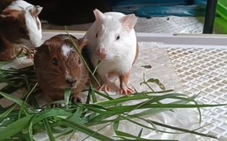豚鼠和荷兰猪有什么区别,二者只是叫法不同