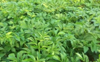 白芷适合用什么土种植，需要土壤疏松、透气性好的沙壤土