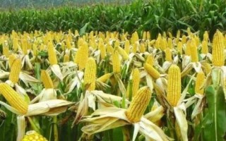 博纳216玉米品种简介,中抗大斑病