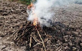 秸秆焚烧有哪些危害，会烧死大量的土壤微生物