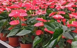 红掌烂根怎么办，先洗根再剪掉烂根