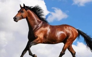 关中马的养殖要点，需选择颈部细长、肌肉丰满的种马作为养殖对象