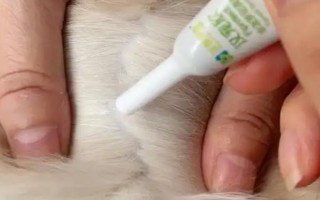 猫咪驱虫的误区，以下6种想法不可取