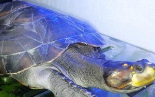 黄头侧颈龟吃小鱼吗，会吃一些死了的小鱼