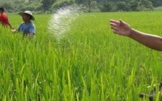 使用化肥要注意哪些问题,氮肥不能浅施、高浓度肥料不能一次性使用过多