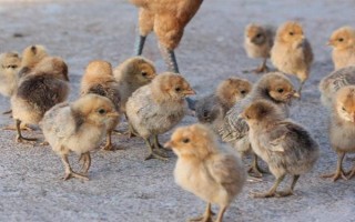 小鸡苗的养殖方法，雏鸡苗一定要注意保温