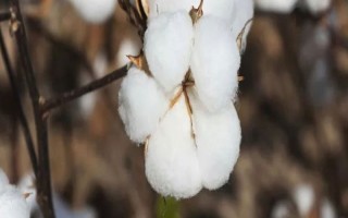 陇绿棉4号棉花品种的特性,并注意防治病虫害