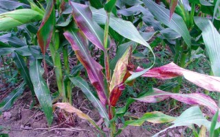 玉米大斑病的发病症状，主要为害叶片